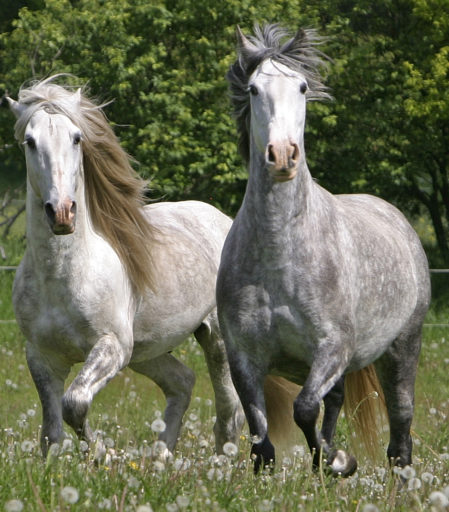 Foto zweiter Andalusier-Pferde auf Weide frontal