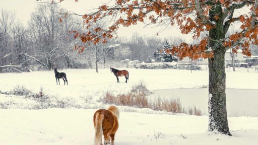 Pfer­de­pfle­ge im Winter